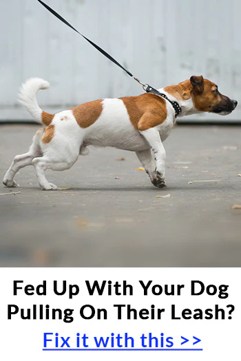 No-Pull Dog Harness