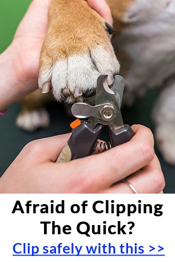 See The Quick. Clip With Confidence