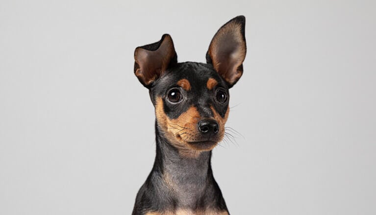 Dog Ear Positions: What Do They Mean for Your Pet?