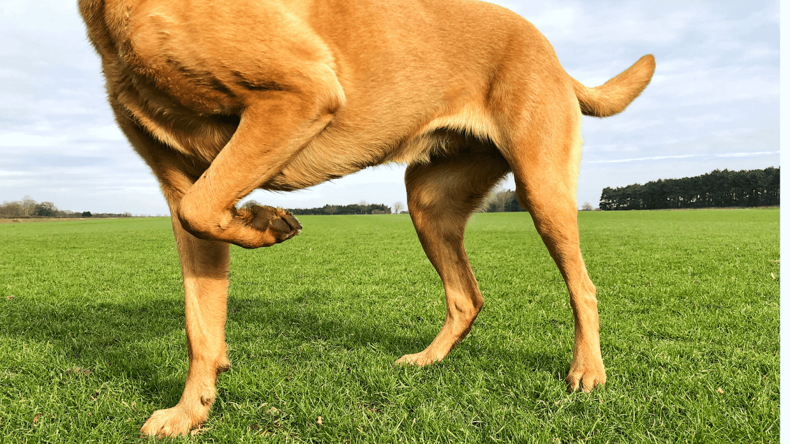 Why Is My Dog Limping but Not in Pain? Causes & Solutions