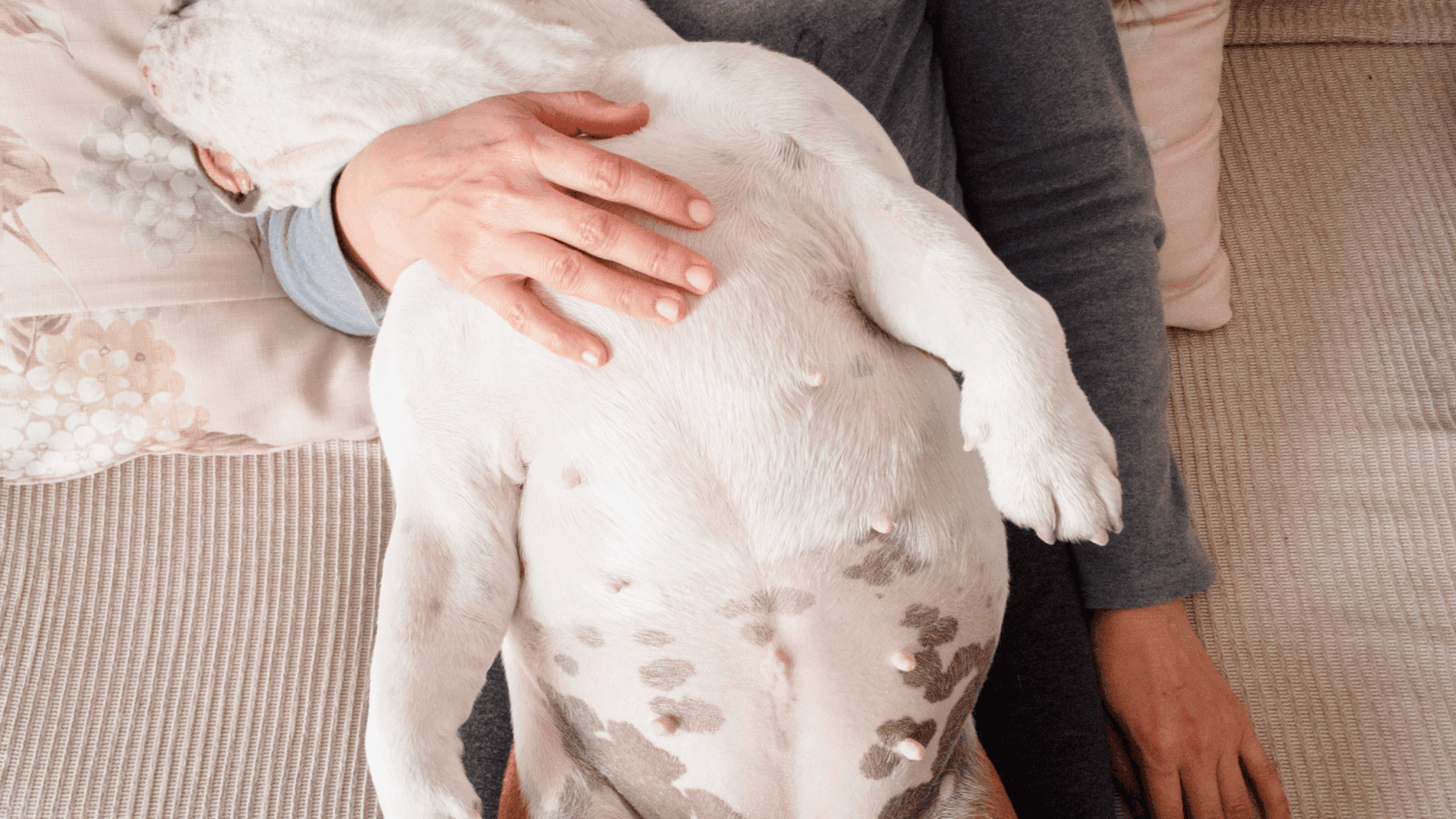 Dog Stomach Gurgling: 15 Common Causes and Treatment