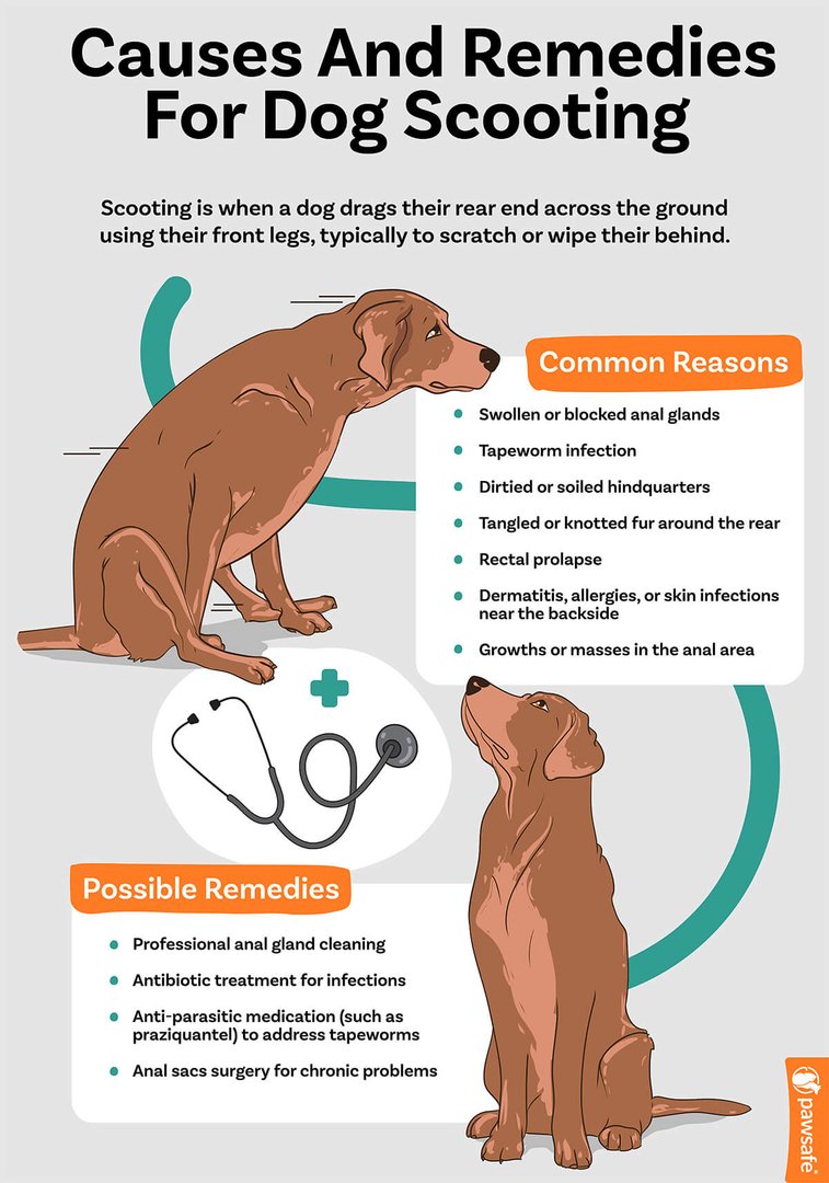 Causes And Remedies Of Dog Scooting causes-and-remedies-of-dog-scooting