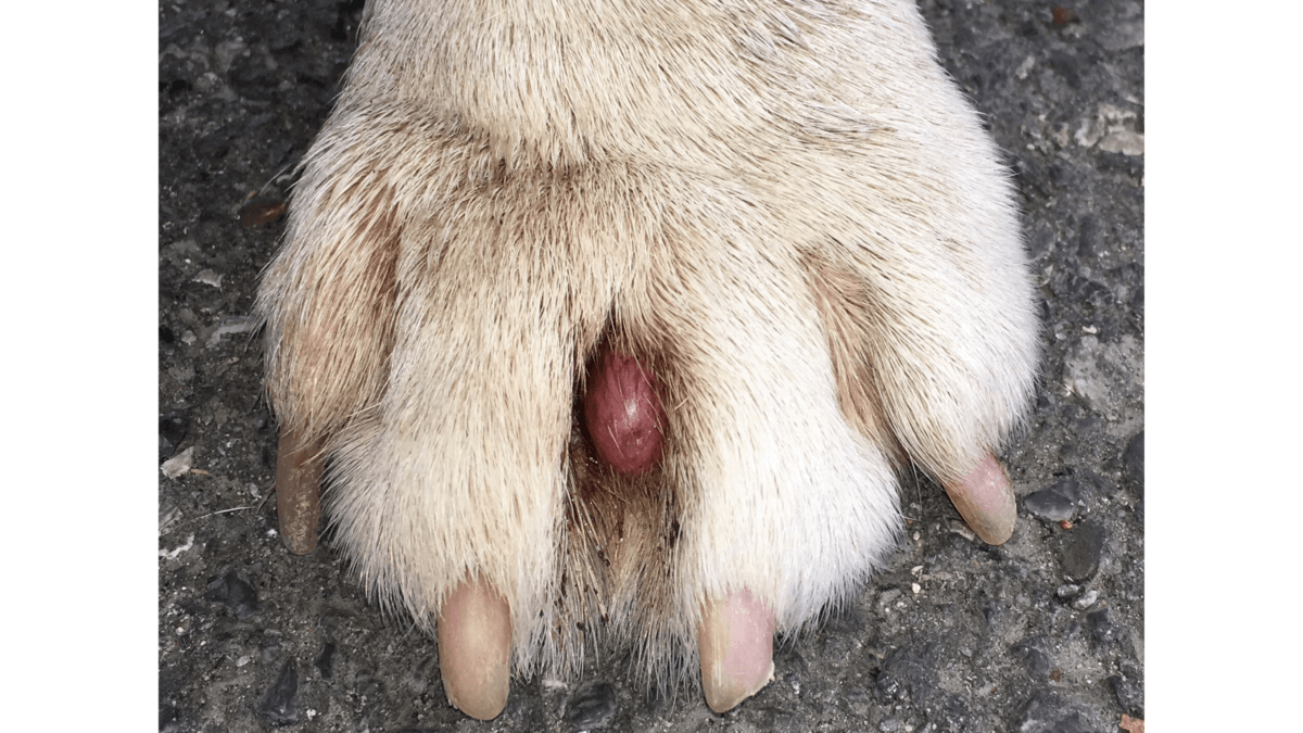 furunculosis or swollen infected bump between toes of dog paw