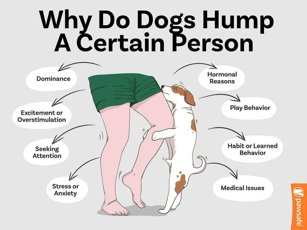 an infographic listing the reasons why dogs hump a certain person