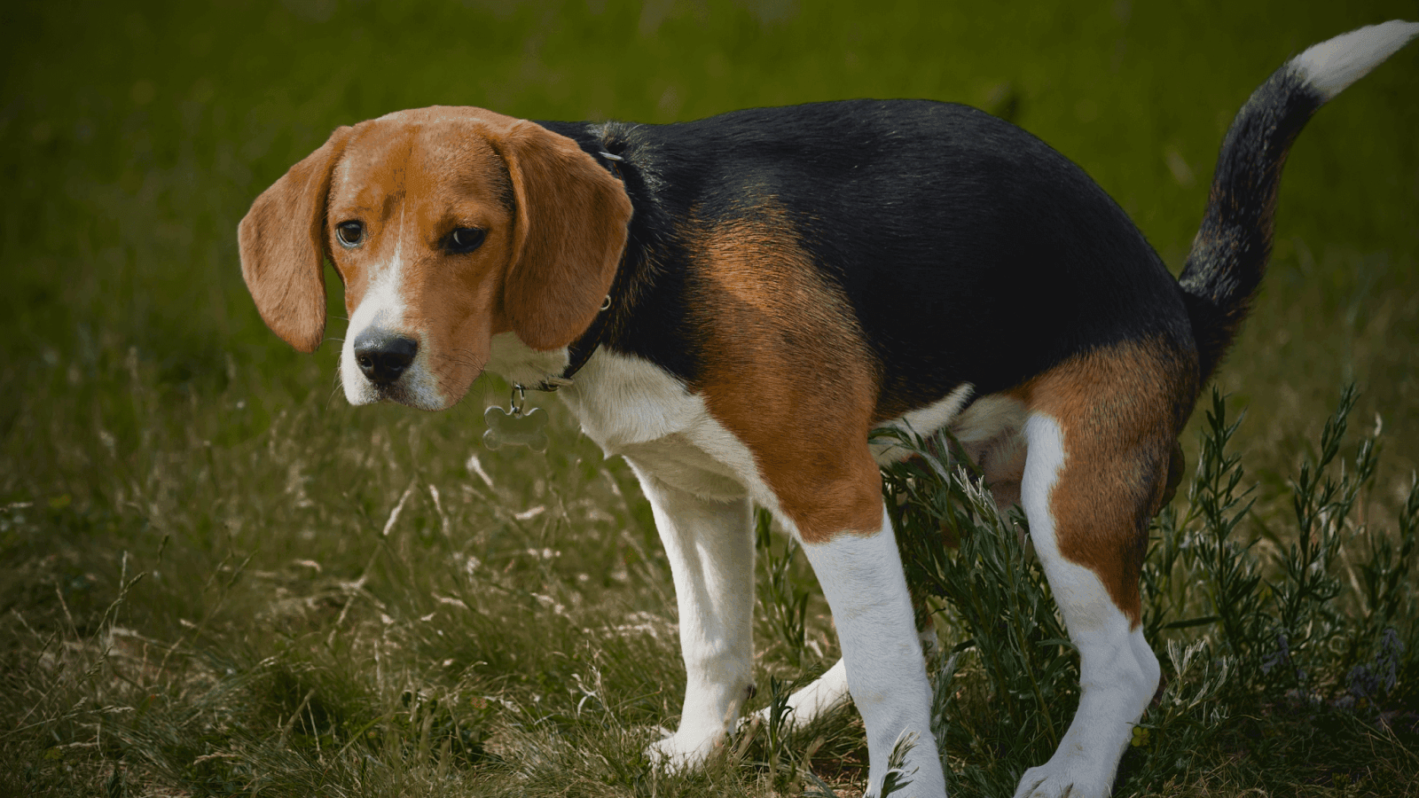 Why Does My Dog Have Nighttime Diarrhea? Causes & Solutions